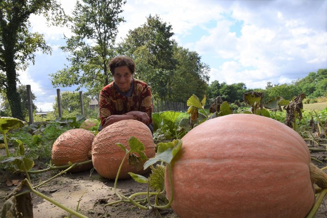 Wanda Matras z wielką pasją uprawia warzywa i owoce w Otyniu