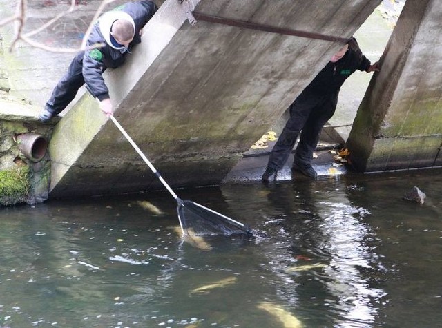 Trwa odławianie troci i wędkarze zbierają ikrę, tak by w przyszłości w Słupi nie brakowało ryb.
