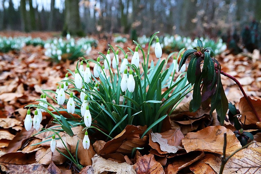 W ogrodzie botanicznym kwitną już rannik zimowy, oczar,...