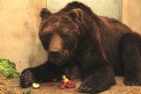 Zoo w Poznaniu: Misie jedzą lody, czyli jak zwierzęta znoszą upały [ZDJĘCIA, WIDEO]