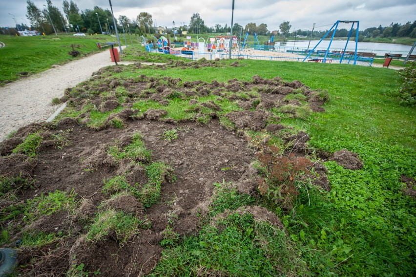 Dziki pojawiły się na Wodnej Dolinie w Koszalinie