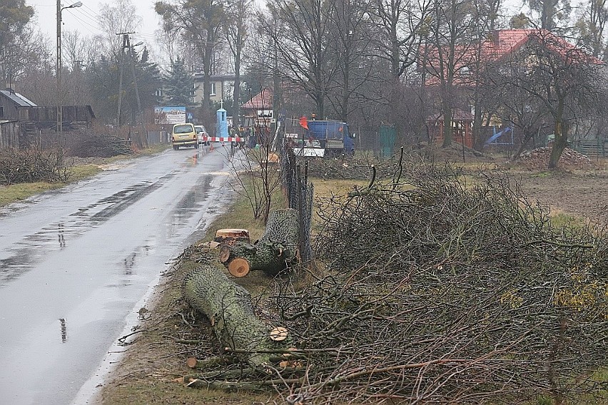 Wycięli 64 drzewa przy drodze z Łodzi do Wiączynia Dolnego. Chcą zrobić miejsce na drogę rowerową i chodnik. Burza w internecie