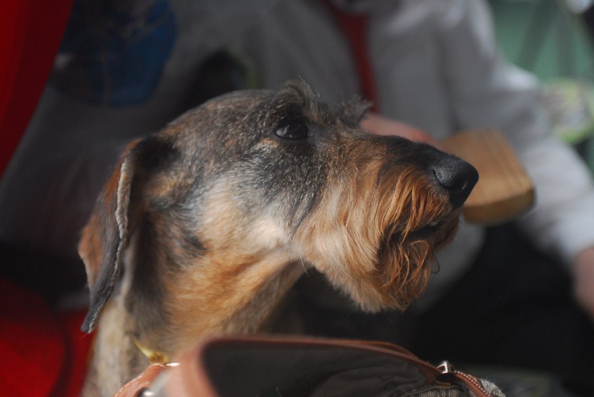 XX Wystawa Psów Rasowych. Najpiękniejsze psy przyjechały do Krakowa [ZDJĘCIA, WIDEO]