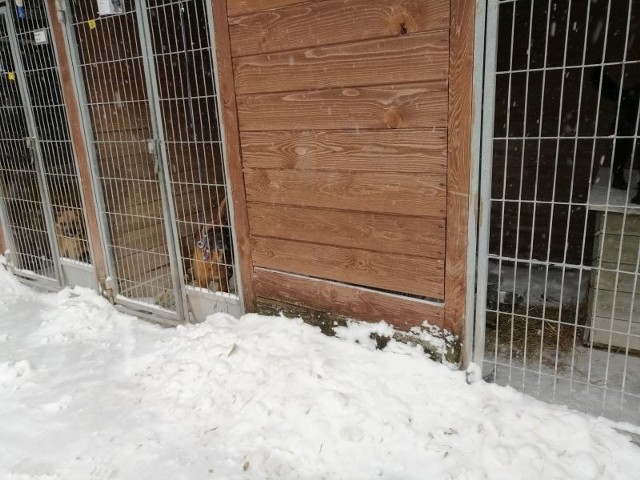 Niskie temperatury poważnie dają się we znaki zwierzętom.