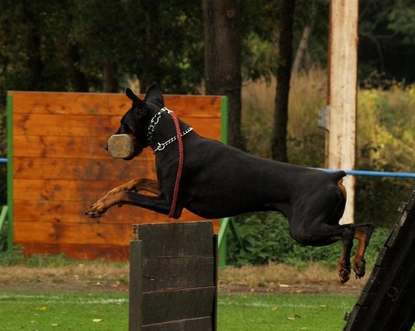 Doberman