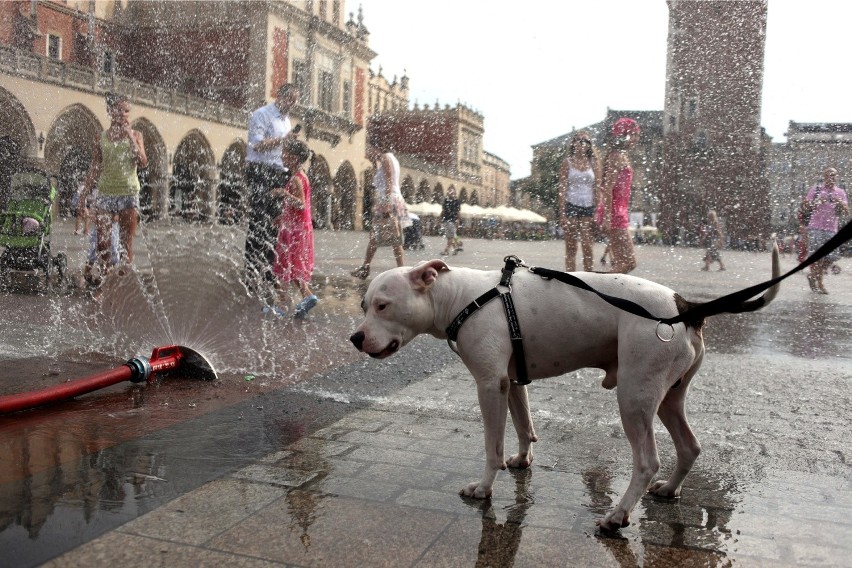 IMGW: Fala upałów zmierza do Polski. W weekend temperatura przekroczy 30°C [WIDEO]