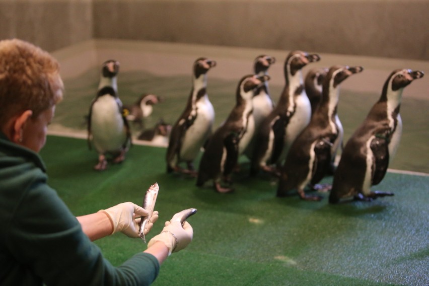 Pingwiny ze Śląskiego Ogrodu Zoologicznego czekają na gości...