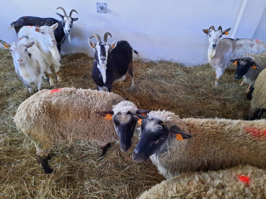 Beczące atrakcje w Centrum Edukacji Przyrodniczej w Umianowicach. Kozy, owce, krówka, konik. Można je nawet pogłaskać