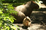 W krakowskim ZOO na wybieg wyszły maluchy! Nowości dla ptaków i małp