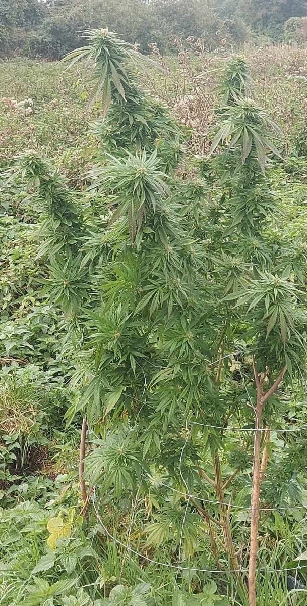 Żnin. Kryminalni zatrzymali 48-latka uprawiającego marihuanę. Zlikwidowano plantację i odkryto ponad 13 kg suszu 