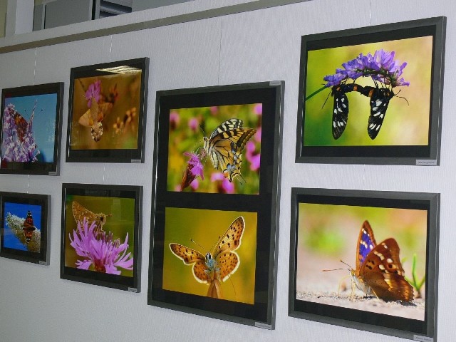 Na ścianach czytelni Biblioteki Pedagogicznej w Tarnobrzegu  można zobaczyć barwne i niezwykłe fotografie autorstwa Mirosława Mietły z Tarnobrzega, który ukazuje piękno motyli.