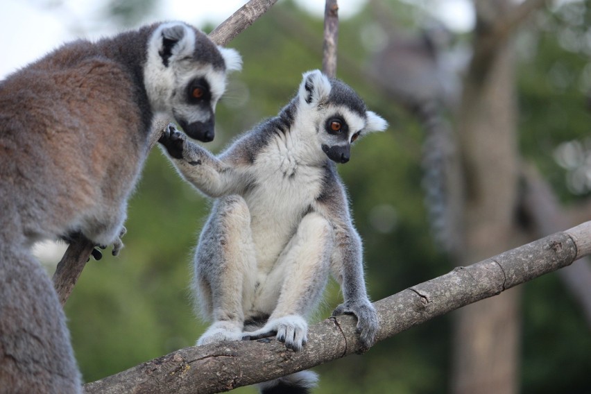 Antananarywa to stolica Madagaskaru...