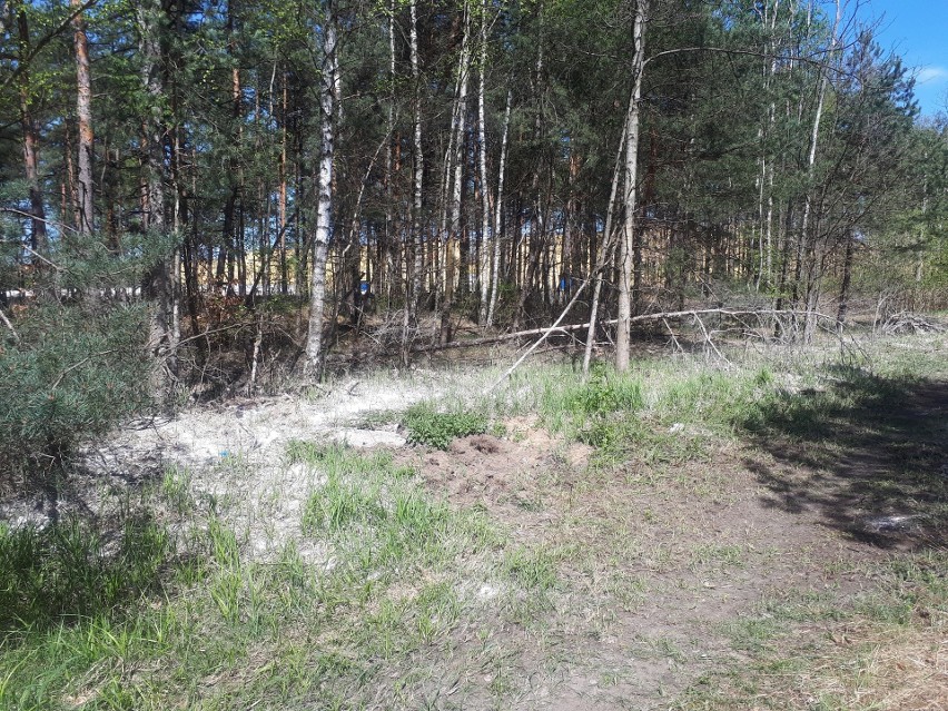 Ścieki wylewające się ze studzienek w lesie w Kluczach.