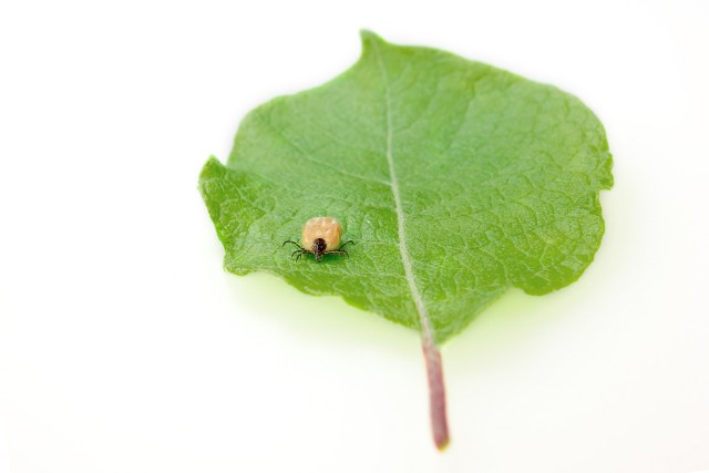 Kleszcze Borelioza jest chorobą wywoływaną przez Borrelia burgdorferi – bakterię nazywaną krętkiem (ze względu na jej kształt). W Polsce przenoszona jest ona głównie przez kleszcza pospolitego, którego możemy spotkać w lasach liściastych i mieszanych oraz w zaroślach i na roślinach łąkowych. Warunki sprzyjające kleszczom są w miejscach o wilgotności względnej powietrza na poziomie 80–100 proc.