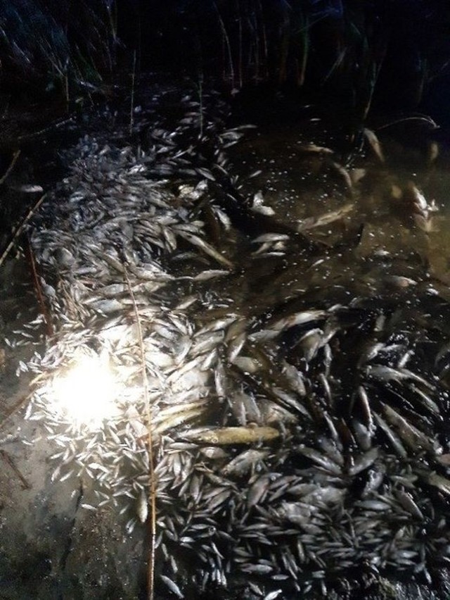 Na razie nie jest znana przyczyna śmierci ryb w Jeziorze Niepruszewskim.