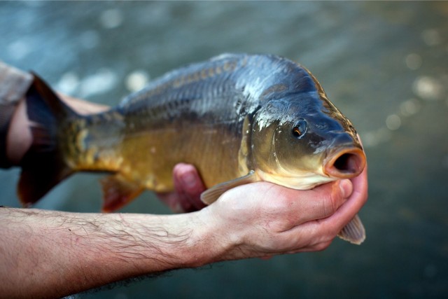 Ceny karpi w okresie bożonarodzeniowym utrzymują się na podobnym poziomie od 2010 roku. Na potrzeby artykułu zostały przeanalizowane stawki za 1 kg żywego karpia zarówno w sklepach detalicznych jak i hodowlach polskich.Badania pokazują, że jeśli Polak chce kupić na wigilię karpia w hodowli, musi zapłacić średnio o 28% więcej niż hipermarketach i sklepach detalicznych. Wyższa cena związana jest często z uatrakcyjnianiem ofert przez hodowców - karp może być na przykład karmiony specjalnymi paszami.