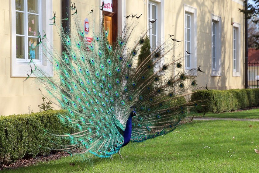 Puławy. Park Czartoryskich w wiosennej odsłonie. Zobacz zdjęcia