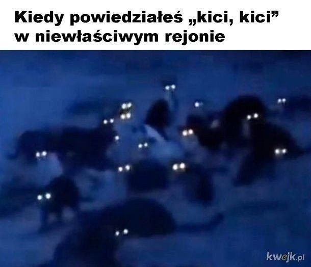 Dzień Kota 2023: Najśmieszniejsze memy o kotach w dniu ich...