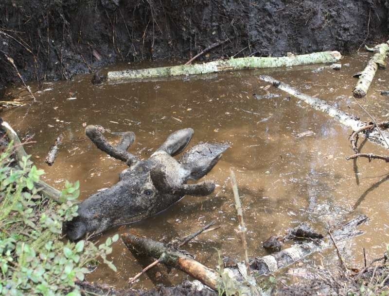 Wszystko działo się dzisiaj, w lesie, w okolicach...