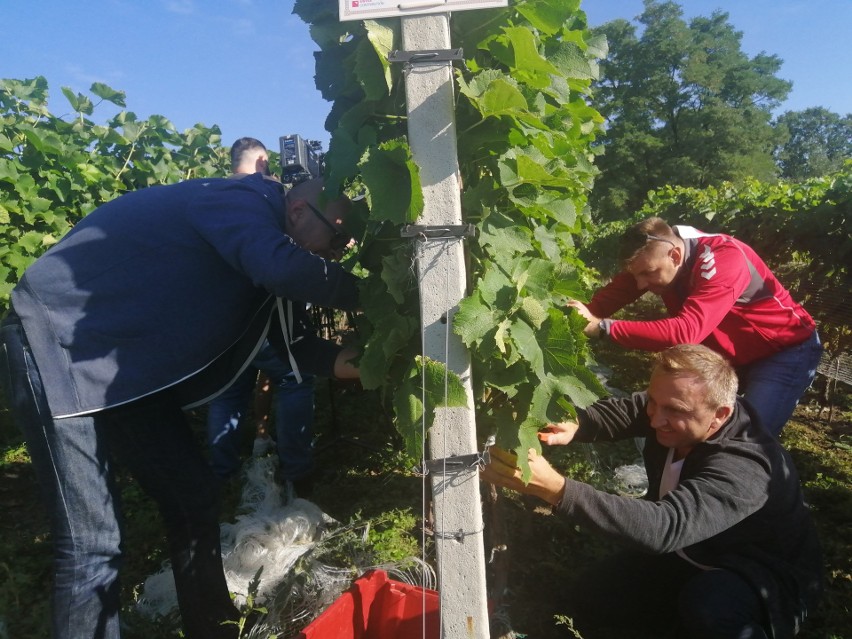 W sandomierskich winnicach  trwa winobranie. U ojców Dominikanów zbierane są pierwsze grona [WIDEO, zdjęcia]