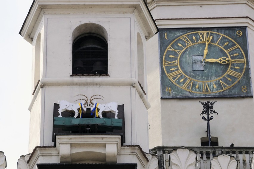 Poznańskie koziołki to jeden z najbardziej znanych symboli...