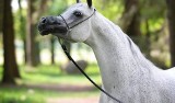 Stadnina w Janowie: Zdaniem prokuratury konie nie zostały otrute