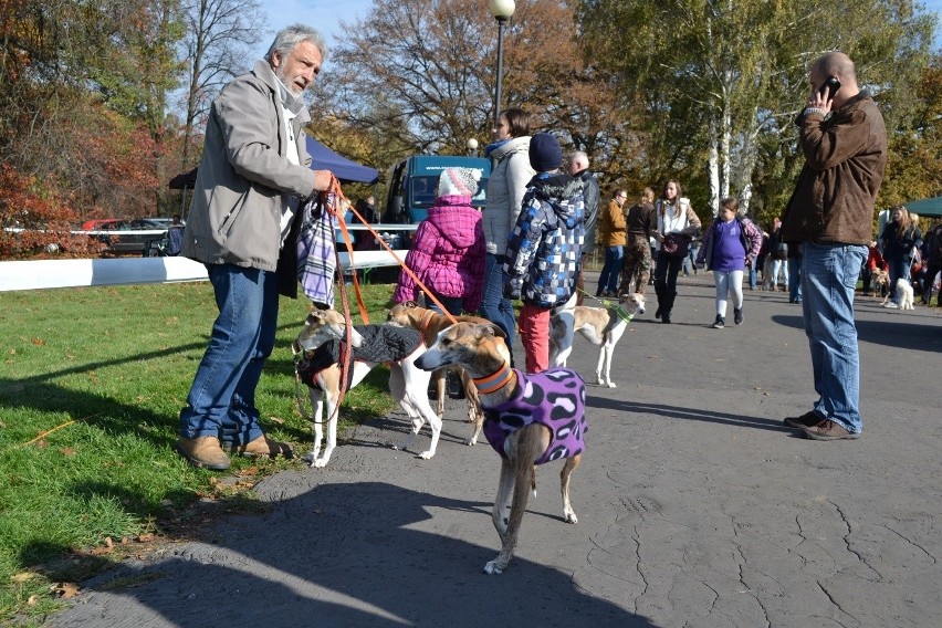 Hubertus 2013 w Świerklańcu. Gonitwy, psy myśliwskie i pokazy sokolnictwa [ZDJĘCIA]