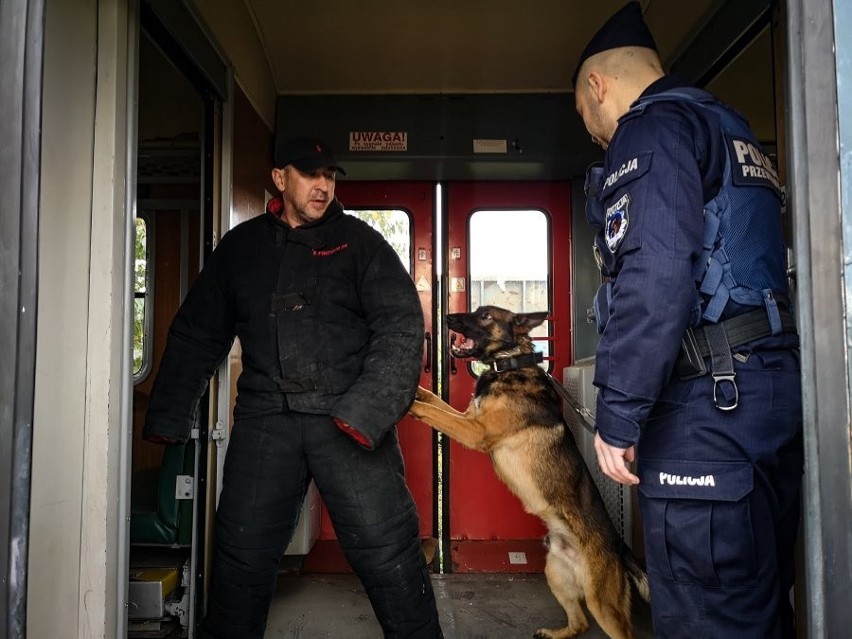 Białystok. O psie, który jeździł koleją, czyli szkolenie czworonożnych funkcjonariuszy (zdjęcia)