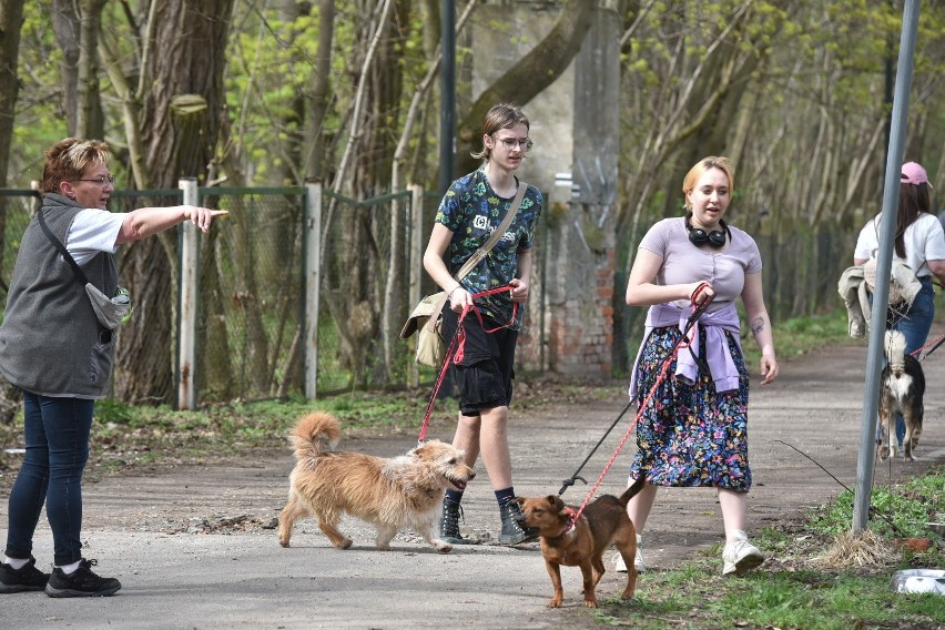 Akcja wyprowadzania na spacer psów ze schroniska