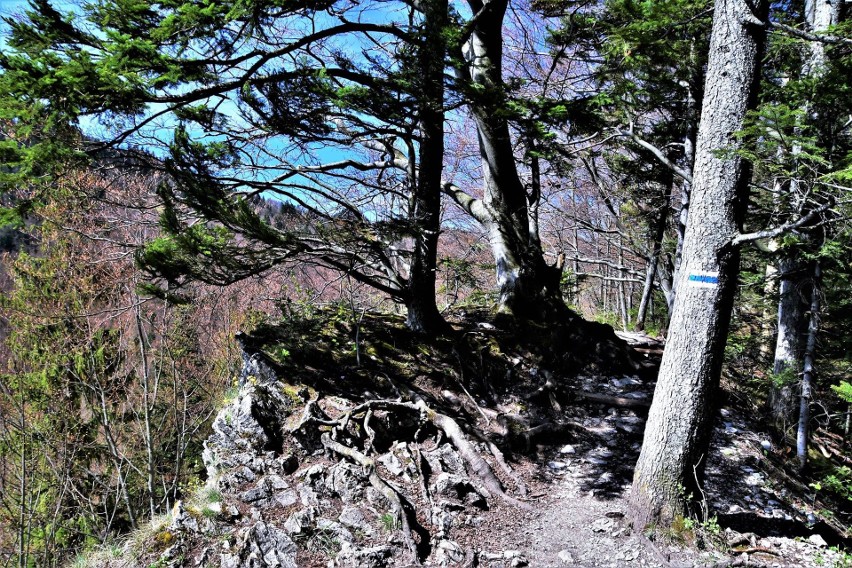 Wiosna w Pieninach. Bujna fauna i flora na Sokolicy, a do tego widok na ośnieżone Tatry