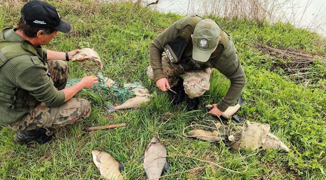 Efekty ostatniej akcji wymierzonej w kłusowników ryb na wodach Okręgu PZW w Tarnobrzegu
