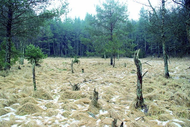 Rezerwat "Bagno Grzybna” zachwyca surowością krajobrazu,...