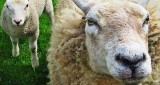 Możesz starać się o refundację zakupu owiec i jagniąt