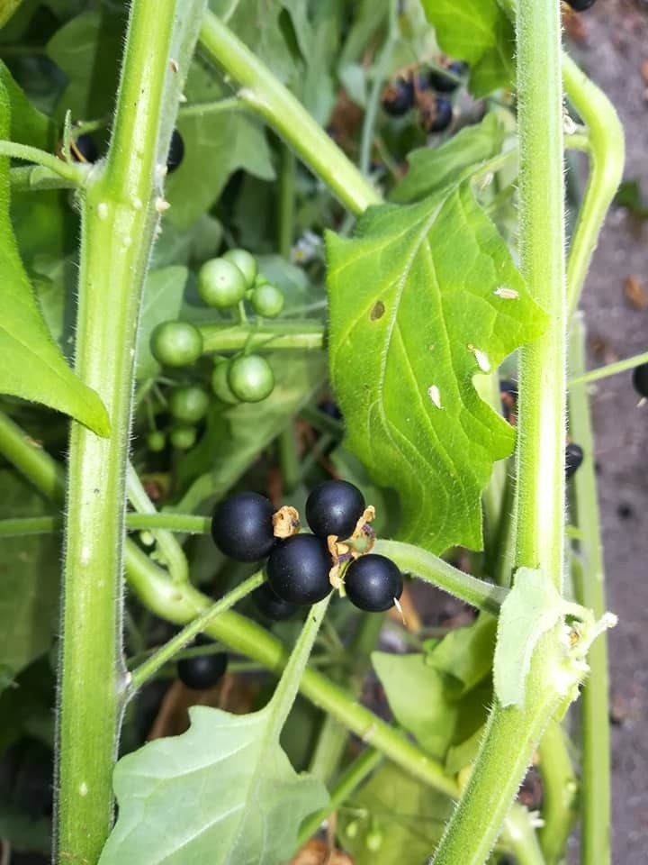 Psianka czarna (Solanum nigrum)...