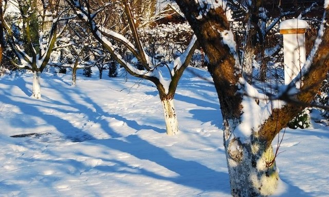 Sad zimąW styczniu można ponowić bielenie drzew, by uchronić je przed pękaniem wskutek mrozów.