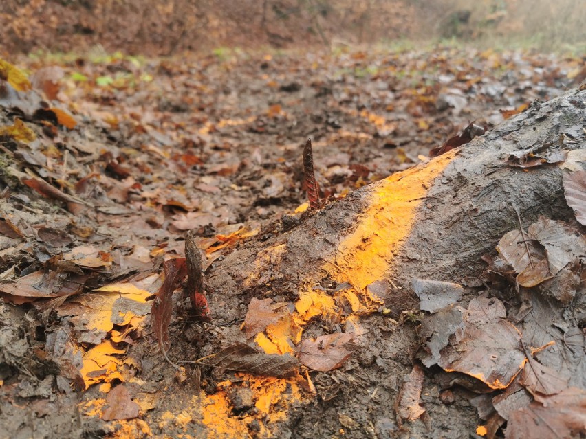 Metalowe kolce ktoś umieścił na ścieżce leśnej na terenie Nadleśnictwa Strzyżów. Zraniły biegacza [ZDJĘCIA]