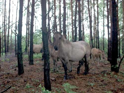 Dzikie stado koników polskich żyjące w podmieleckim lesie.