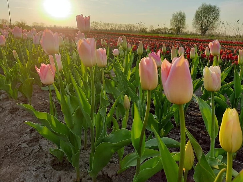 Na polu w Cedrach Wielkich wyrosło pole tulipanów. Można...