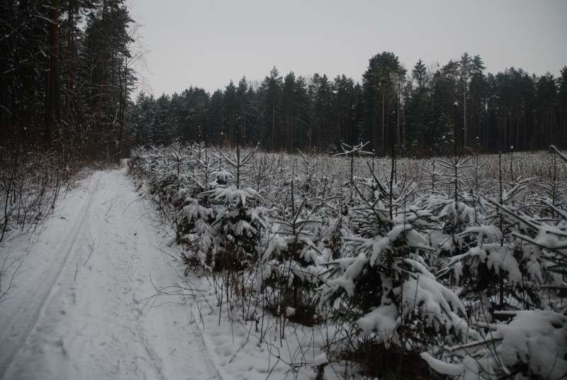 Świerk pospolity (Picea abies) jest gatunkiem naturalnie...