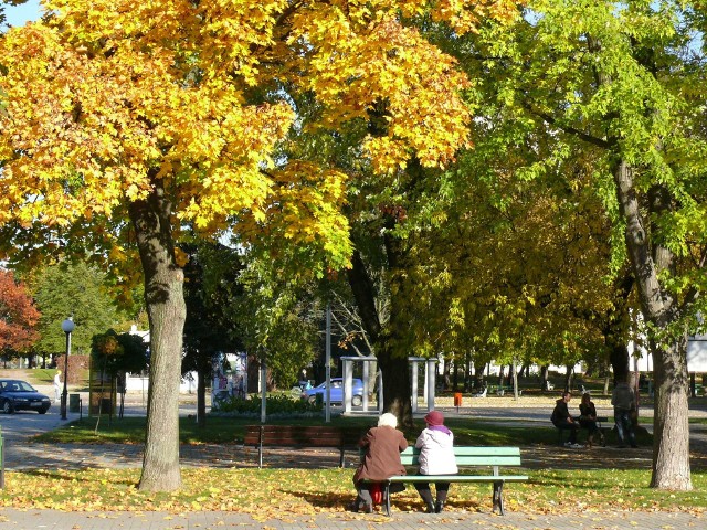 Duże drzewa są mile widzialne przez mieszkańców, bo w lecie chronią przed słońcem, a jesienią pięknie wyglądają