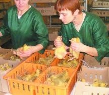 Kołuda Wielka: Agnieszka Czerwińska i Izabela Grdeń podczas pakowania piskląt gęsi do kartonów