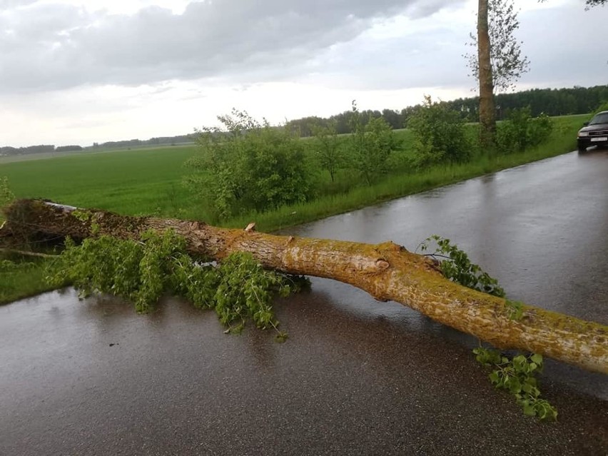 Suchowola. Powalone drzewo zablokowało DK 8 (zdjęcia)