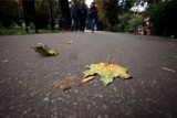 Wieliczka. W listopadzie ruszy „Akcja liść 2016”