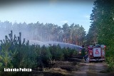 Pożar lasu w miejscowości Poźrzadło zdetonował 18 niewybuchów z II wojny światowej! 