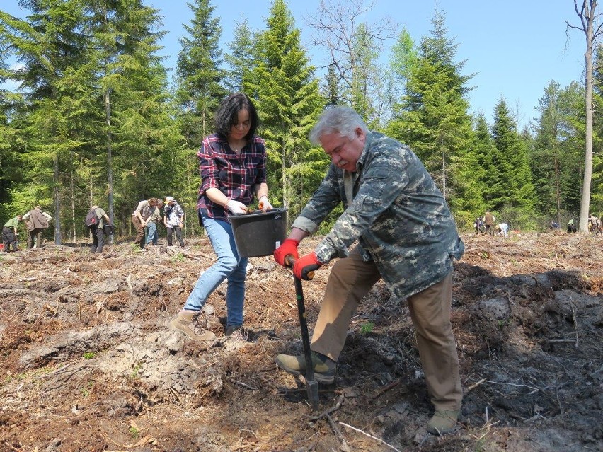 Akcja "Łączą nas drzewa". W lesie pod Świerczowem w Nadleśnictwie Kolbuszowa posadzili ponad 8000 sosen