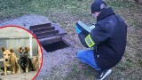 Utopił pięć psów w szambie. 51-letni mieszkaniec Skoroszyc usłyszał zarzuty