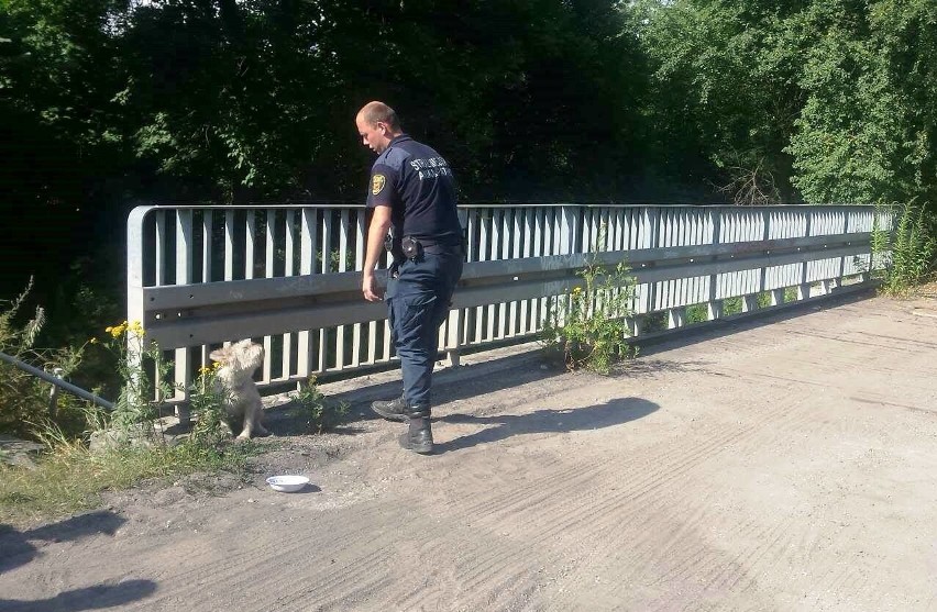 Piesek został przywiązany do mostu przy ul. Laskowickiej w...