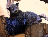 Ogród Zoologiczny w Łodzi. Łódzkie zoo świętowało Międzynarodowy Dzień Binturonga