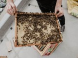 Poznań: Pasieka na dachu salonu samochodowego. Pszczoły będzie gościć Toyota Bońkowscy