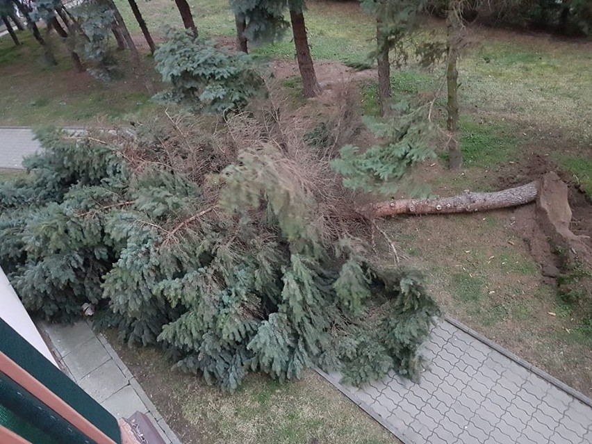 Wichury nad Podkarpaciem. Powalone drzewa i mnóstwo interwencji strażaków
